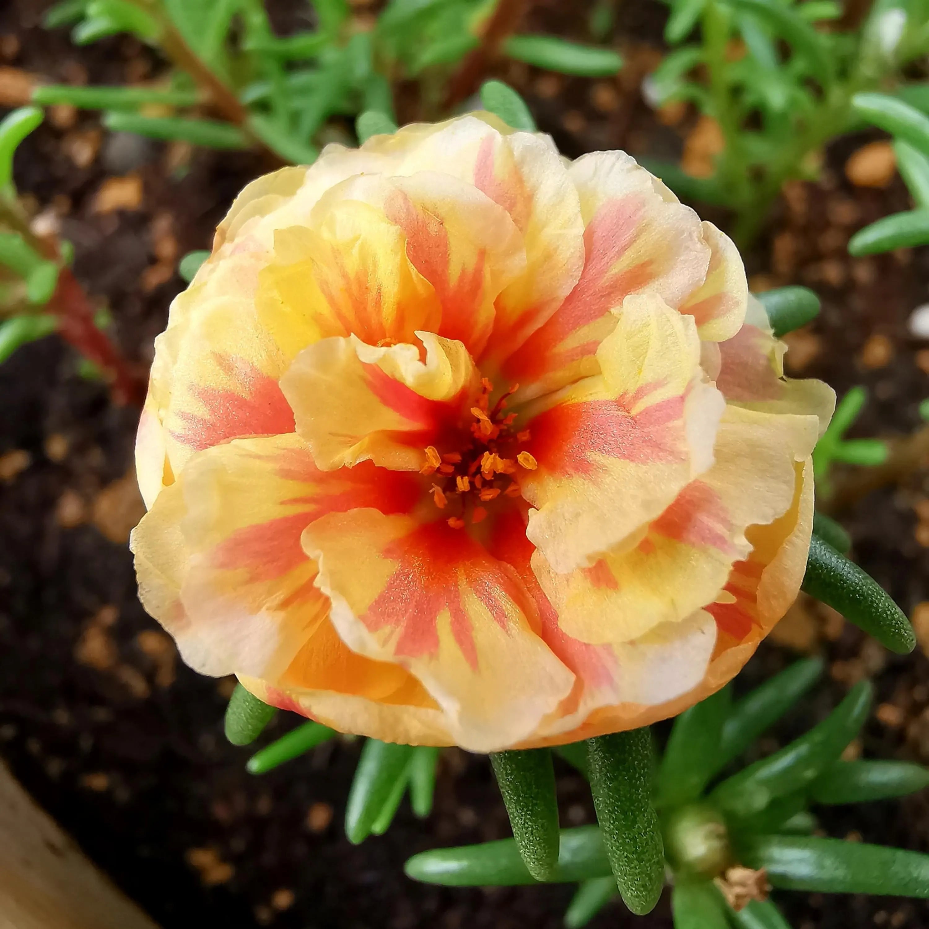 Sunburst Moss Rose Seeds - Low Maintenance,Ground Cover, Attracts Pollinators, Plant in Spring/Summer(20 Seeds)