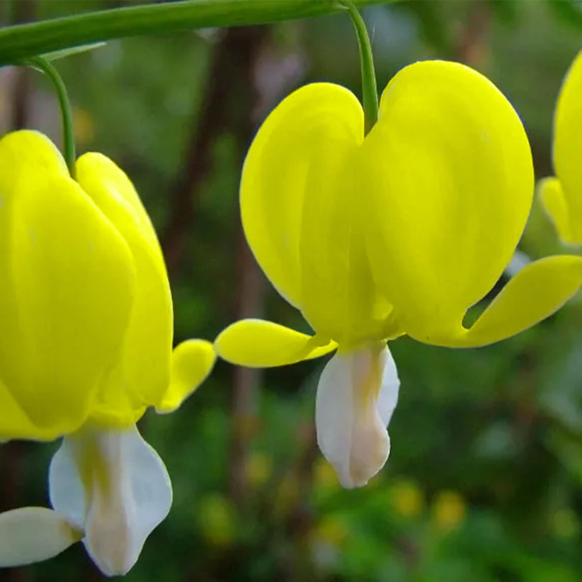 Yellow Bleeding Heart Seeds – 5/25/50 PCS Rare Dicentra Spectabilis – Heart-Shaped Golden Blooms(5 Seeds)