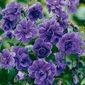 2/10/20 Violet Double Geraniums Seeds for Planting Outdoor-Rare Perennial Flower Plant for Garden Home Attract Pollinators(2 Seeds)