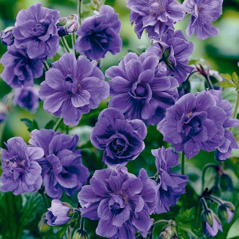 2/10/20 Violet Double Geraniums Seeds for Planting Outdoor-Rare Perennial Flower Plant for Garden Home Attract Pollinators(2 Seeds)