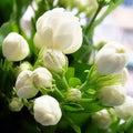 2/10/20 Climbing Jasmine Flower Seeds Fragrant Plant for Planting Garden Home Four Seasons Evergreen Silver Jasmine Garden Balcony Climbing Flower Non-GMO(2 Seeds)