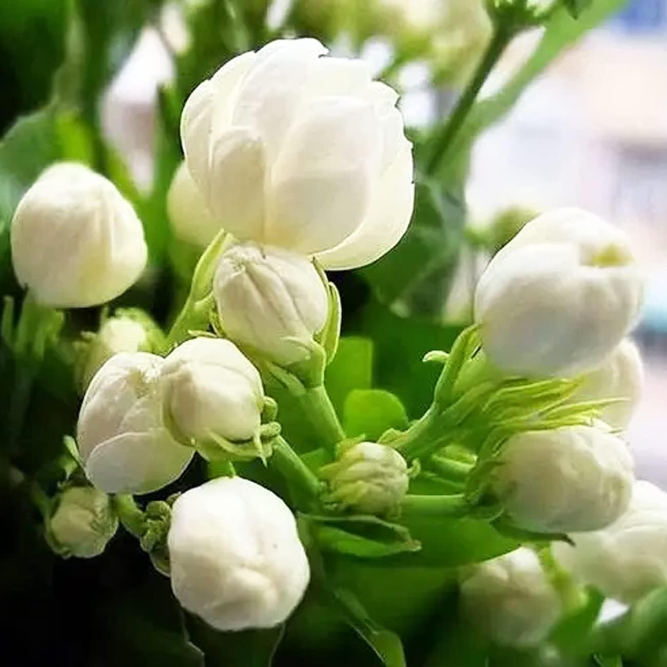 2/10/20 Climbing Jasmine Flower Seeds Fragrant Plant for Planting Garden Home Four Seasons Evergreen Silver Jasmine Garden Balcony Climbing Flower Non-GMO(2 Seeds)