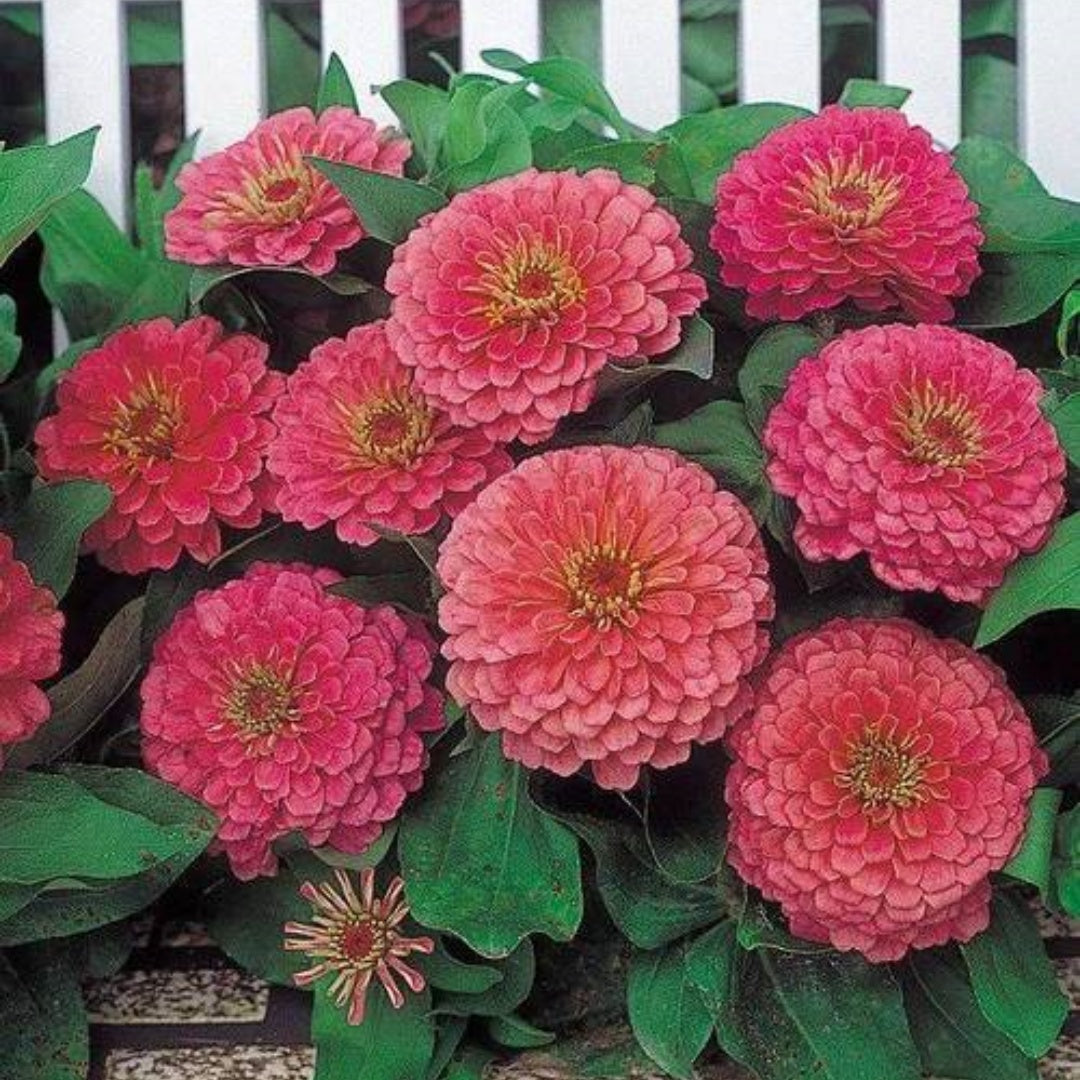50+ Red Cactus Giant Zinnia Seeds - Zinnia elegans - Huge 4–5 Blooms - Heirloom - Non-GMO(50 Seeds)