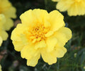 Marigold Seeds, Alumia Vanilla Cream Marigold Seed Packet (5/25/50 Seeds)(5 Seeds)