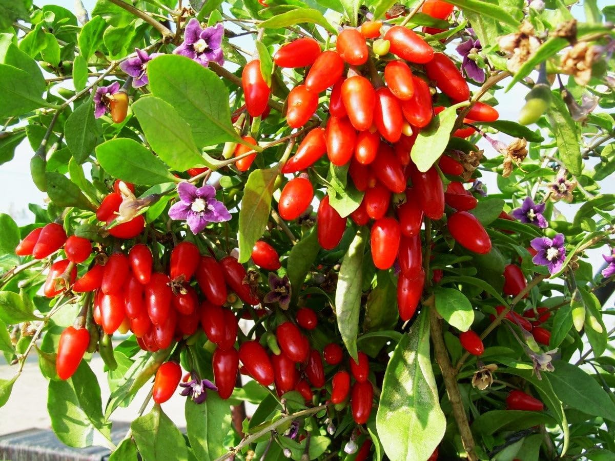 Goji Berry Tree Seeds - 5+ Count - for 2025 Planting Lycium Chinense Superfood Asian Wellness Red Flowering Edible Perennial Fruit Trees Perennial Grow Your Own Home Farm(5 Seeds)