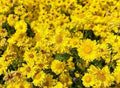 Chrysanthemum flower.(10 Seeds)