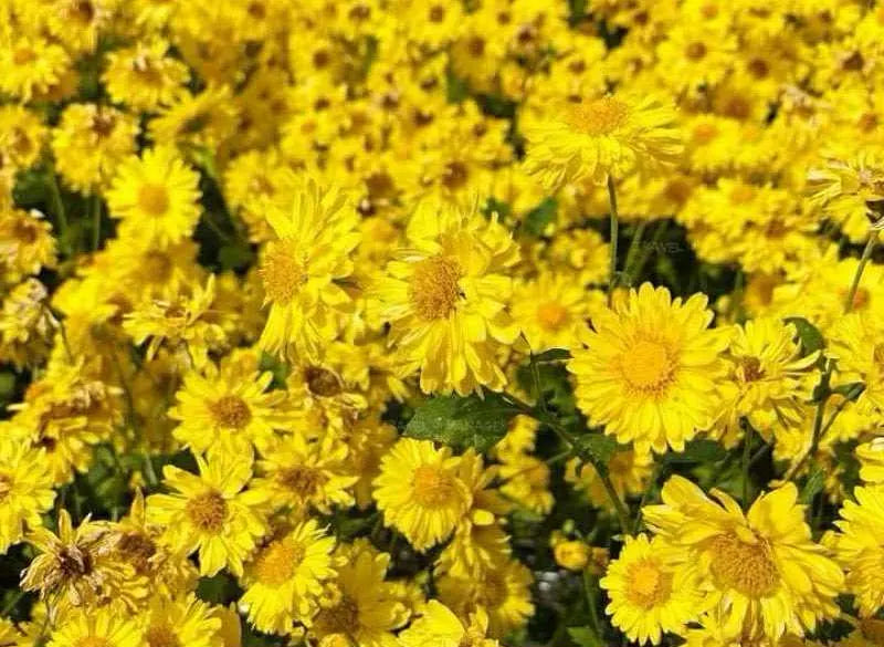 Chrysanthemum flower.(10 Seeds)