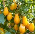 Tomato Seeds – Yellow Pear Cherry 20/100/200 Seeds | Heirloom Cherry Tomato | Sweet, Mild Flavor  Abundant Golden Fruits(20 Seeds)
