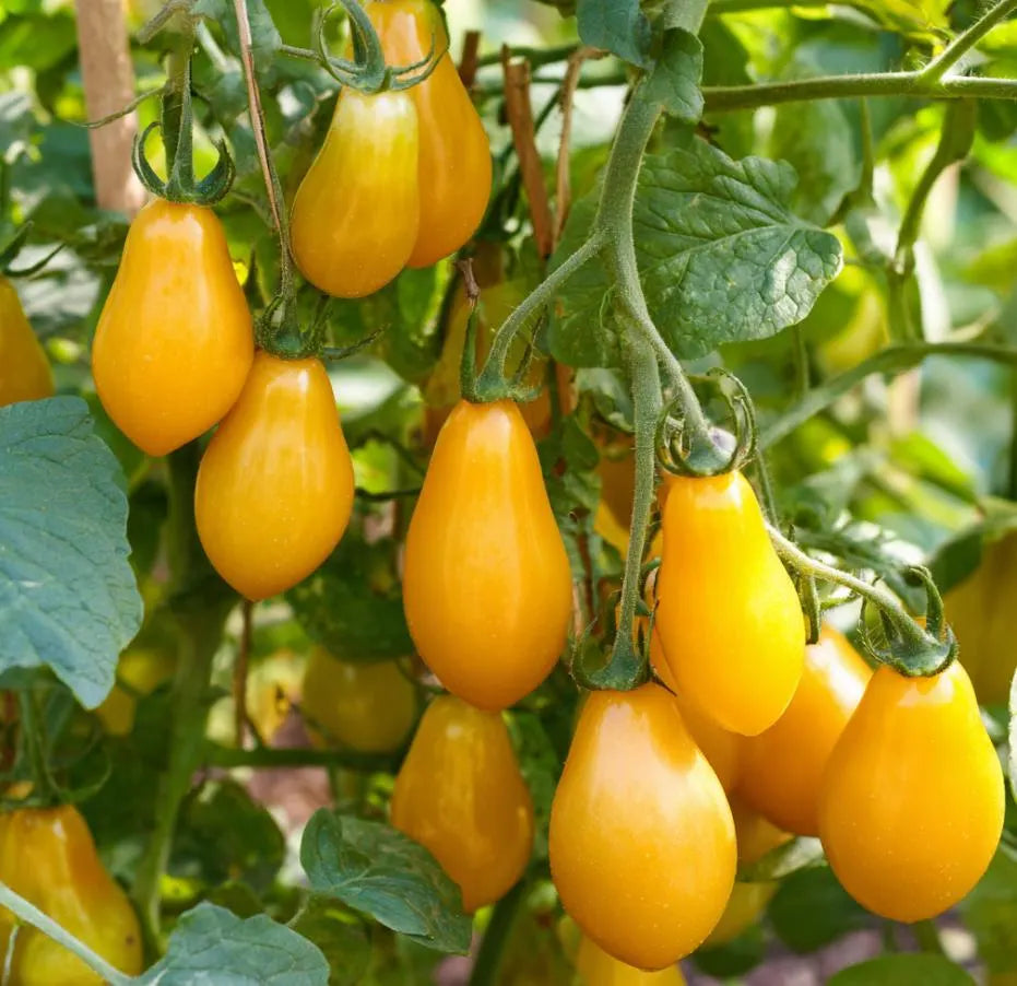 Tomato Seeds – Yellow Pear Cherry 20/100/200 Seeds | Heirloom Cherry Tomato | Sweet, Mild Flavor  Abundant Golden Fruits(20 Seeds)