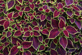 Coleus Wizard Scarlet Seeds: Vibrant Red Foliage, Shade-Loving Annual(20 Seeds)