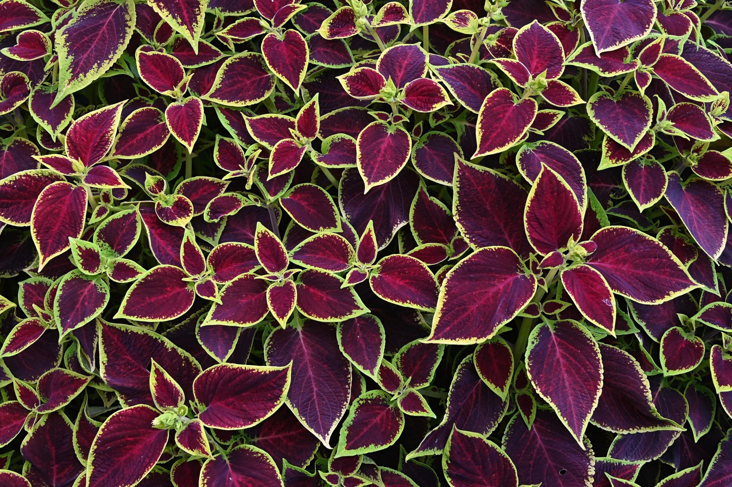 Coleus Wizard Scarlet Seeds: Vibrant Red Foliage, Shade-Loving Annual(20 Seeds)