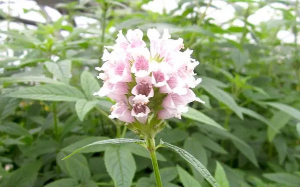 Balm of Gilead (Cedronella canariensis) SEEDS(6 Seeds)