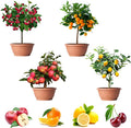 96/480/960 Mix Dwarf Bonsai Fruit Tree Seeds for Planting, 4 Variety Individual Packs, Lemon Tree Seeds, Cherry Tree Seeds, Orange Tree Seeds, Apple Seeds Organic Heirloom Fruit Seeds(96pcs)