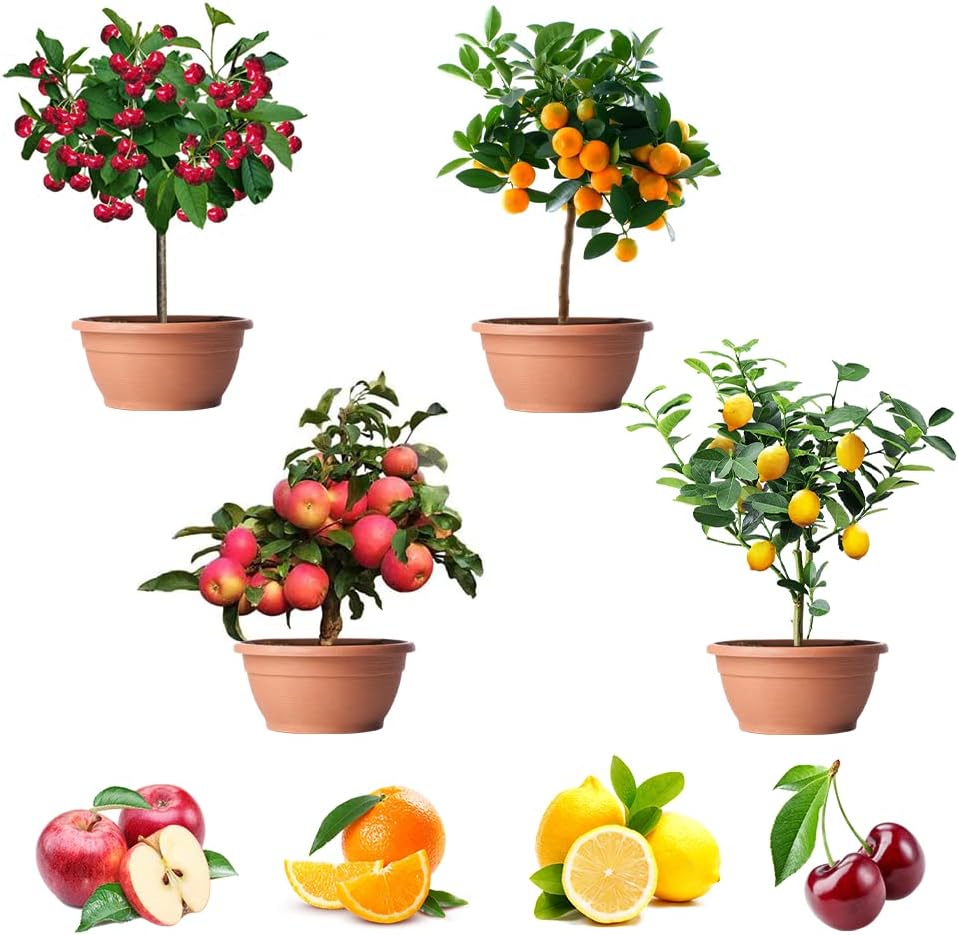 96/480/960 Mix Dwarf Bonsai Fruit Tree Seeds for Planting, 4 Variety Individual Packs, Lemon Tree Seeds, Cherry Tree Seeds, Orange Tree Seeds, Apple Seeds Organic Heirloom Fruit Seeds(96pcs)