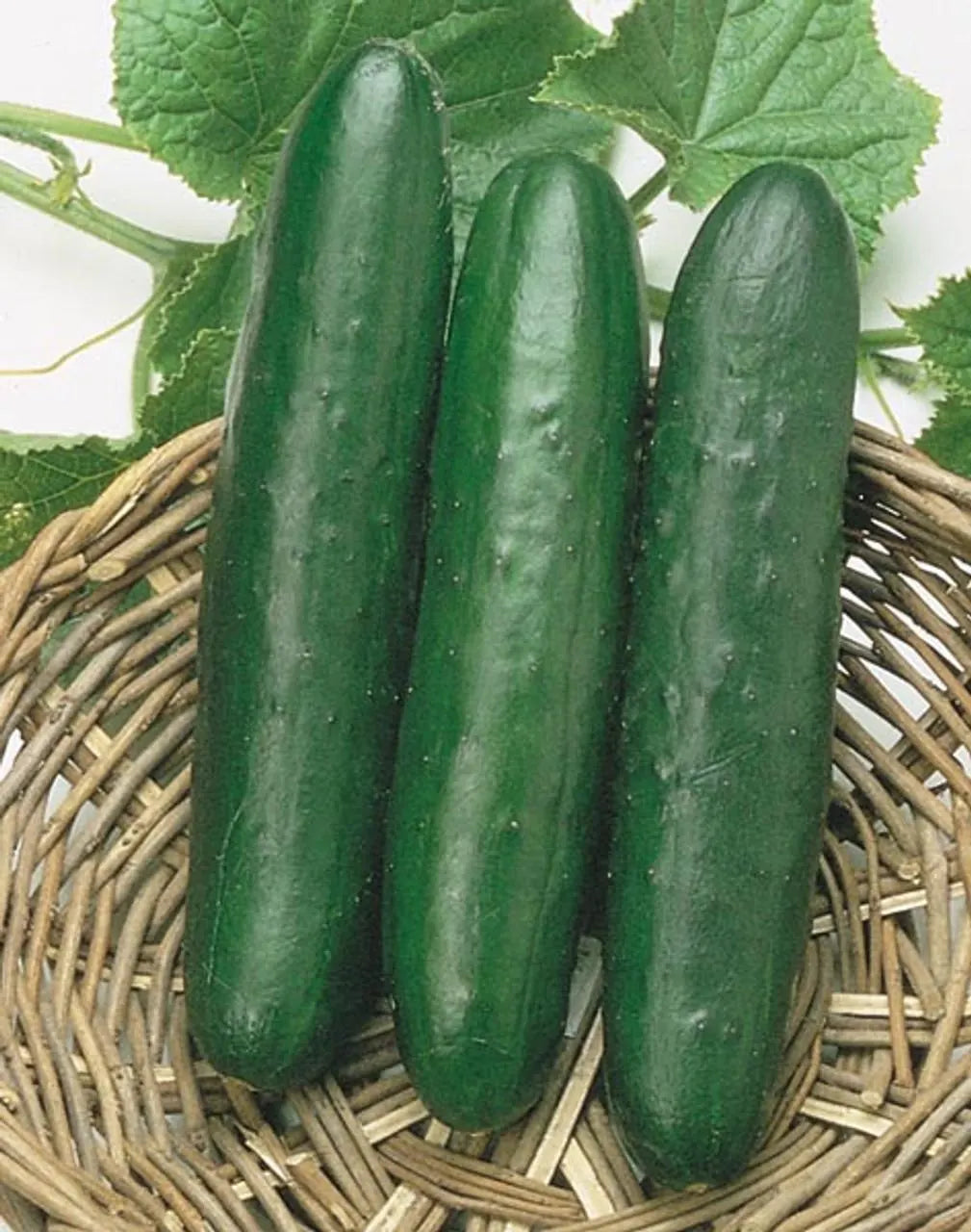 Sweet Success Cucumber Seeds - 20/100/200 Seed Counts(20 Seeds)