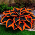 Colorful Hosta Seeds: Drought Tolerant Shade Plant - 160+ Non-GMO Seeds(160 Seeds)