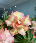 20/100/200pcs Desert Rose Flower Adenium obesum PEONY bonsai Seeds(20 Seeds)