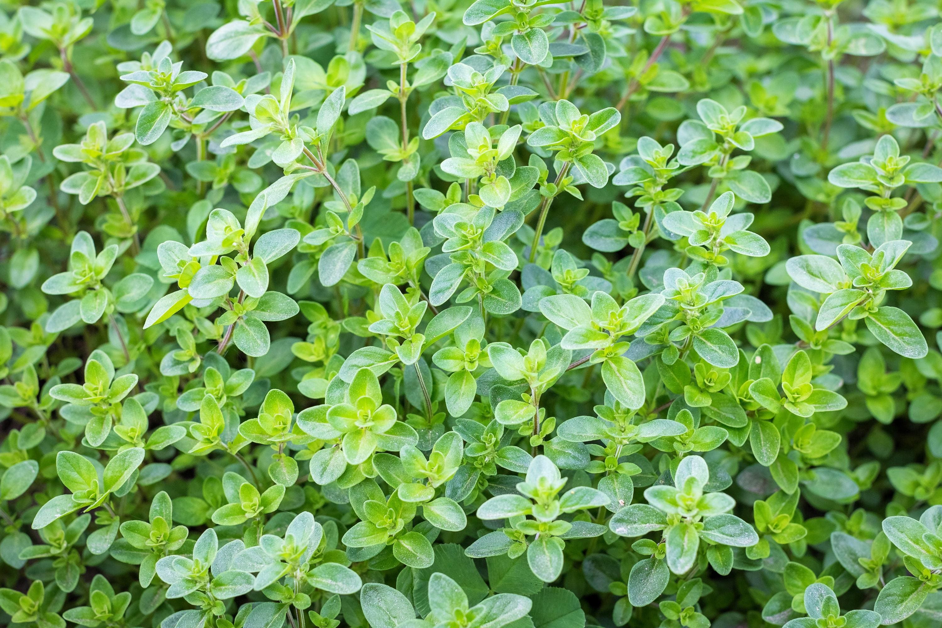 200/1000/2000 THYME Common, English, German, French, Garden, or Winter Thymus Vulgaris Herb Flower Seeds(200 Seeds)