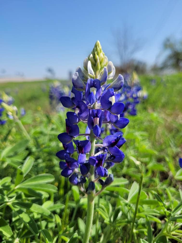 Texas Bluebonnet 200 Seeds, Texas Native annual wildflower(10 Seeds)