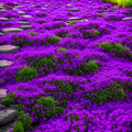 Magic Purple Ground Cover, Creeping Thyme Seeds, Non-GMO Heirloom, Eco-Friendly Gardening(40 Seeds)