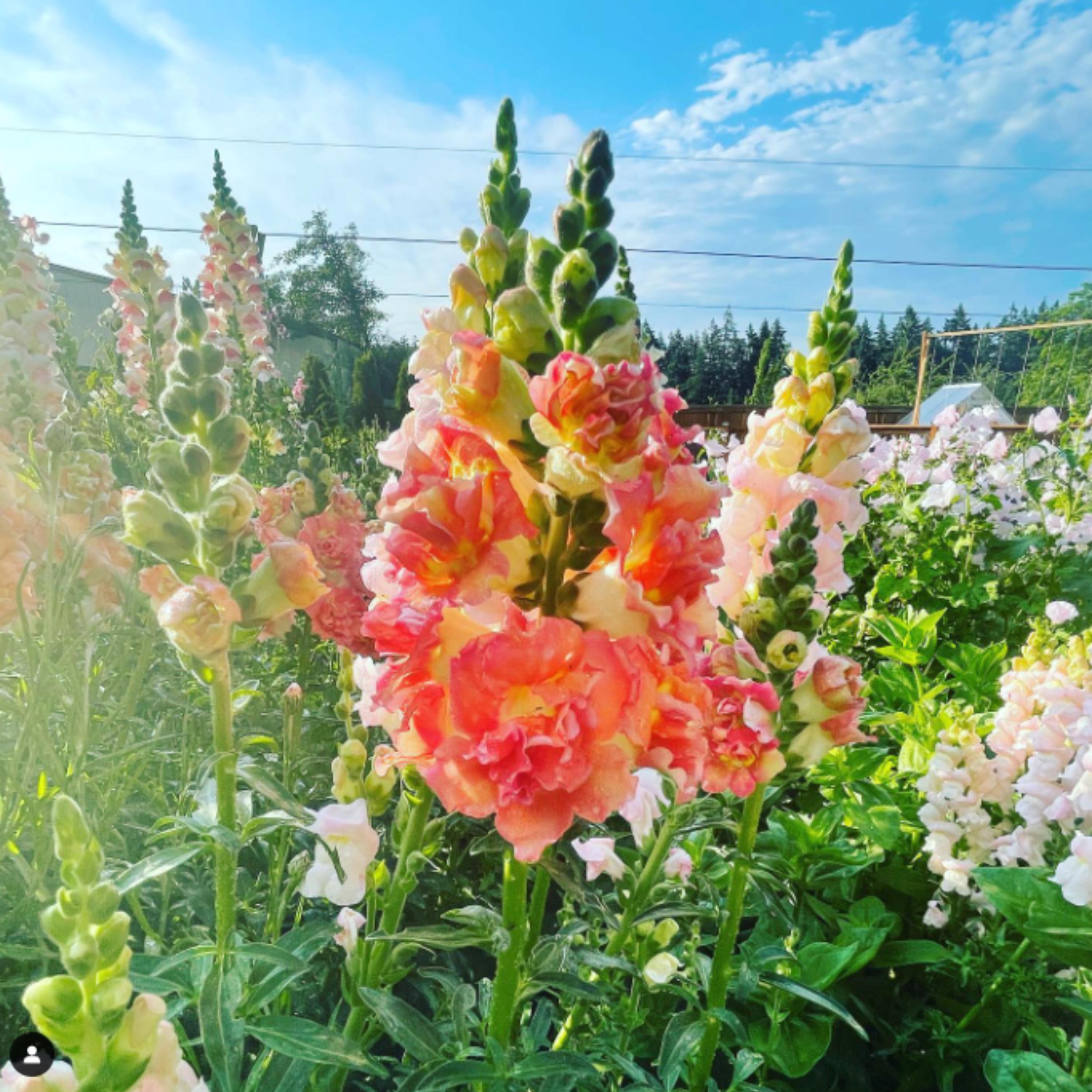 Madame Butterfly Bronze Snapdragon Seeds - Cold Resistant - Attracts pollinators - Open-Pollinating - Plant before the frost/after frost(6 Seeds)
