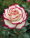 Firebird Rose Seeds: Heirloom Red  Yellow Bicolor Blooms (20/100/200pcs)(20 Seeds)