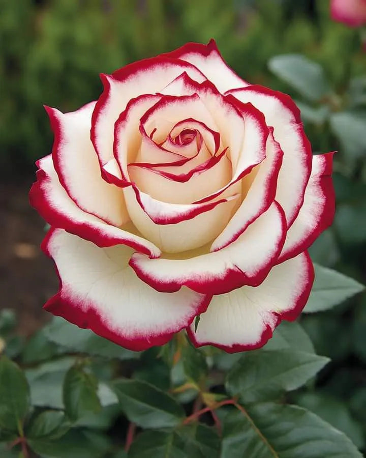 Firebird Rose Seeds: Heirloom Red  Yellow Bicolor Blooms (20/100/200pcs)(20 Seeds)