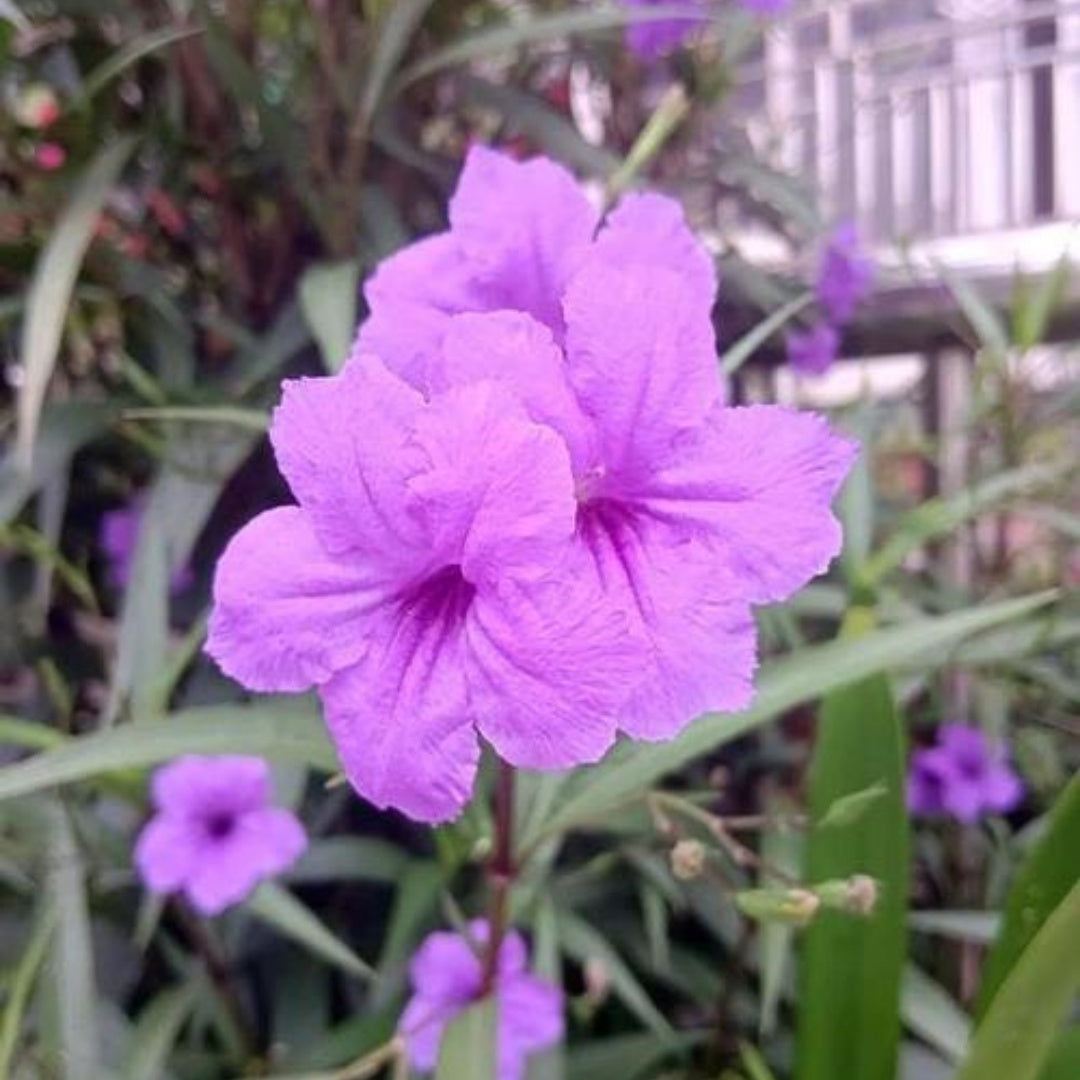 Purple Mexican Petunia – Ruellia brittoniana – 10/50/100 Seeds, Hardy Perennial Flower for Garden or Border(10 Seeds)