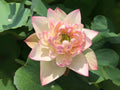 2/10/20+ Rare Seeds| Lotus Seeds - Indian Lotus (Nelumbo nucifera) Seeds - Rare Lotus Flower Seeds - Exotic Aquatic Plant Seeds(2 Seeds)