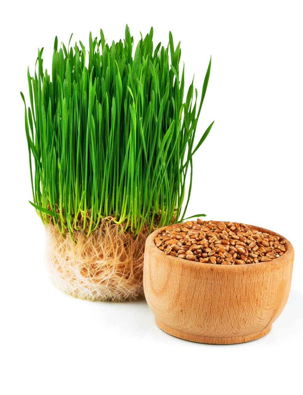 Organic Wheatgrass Seeds for Microgreens - Non-GMO, USA Grown Microgreens Sprouting Seeds Mix(4pcs)