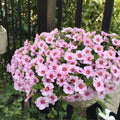 NEW! Easy Wave Pink Pearl Petunia Seeds, Pelleted for easier sowing and germination, Petunia Hybrida(20 Seeds)