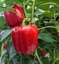 Sweet Pepper Seeds - Organic, Heirloom, Open Pollinated, Non GMO - Grow Indoors, Outdoors, In Pots, Grow Beds, Hydroponics  Aquaponics(2 Seeds)