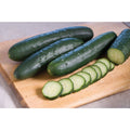 Corinto Organic F1 Hybrid Cucumber Seeds(20 Seeds)