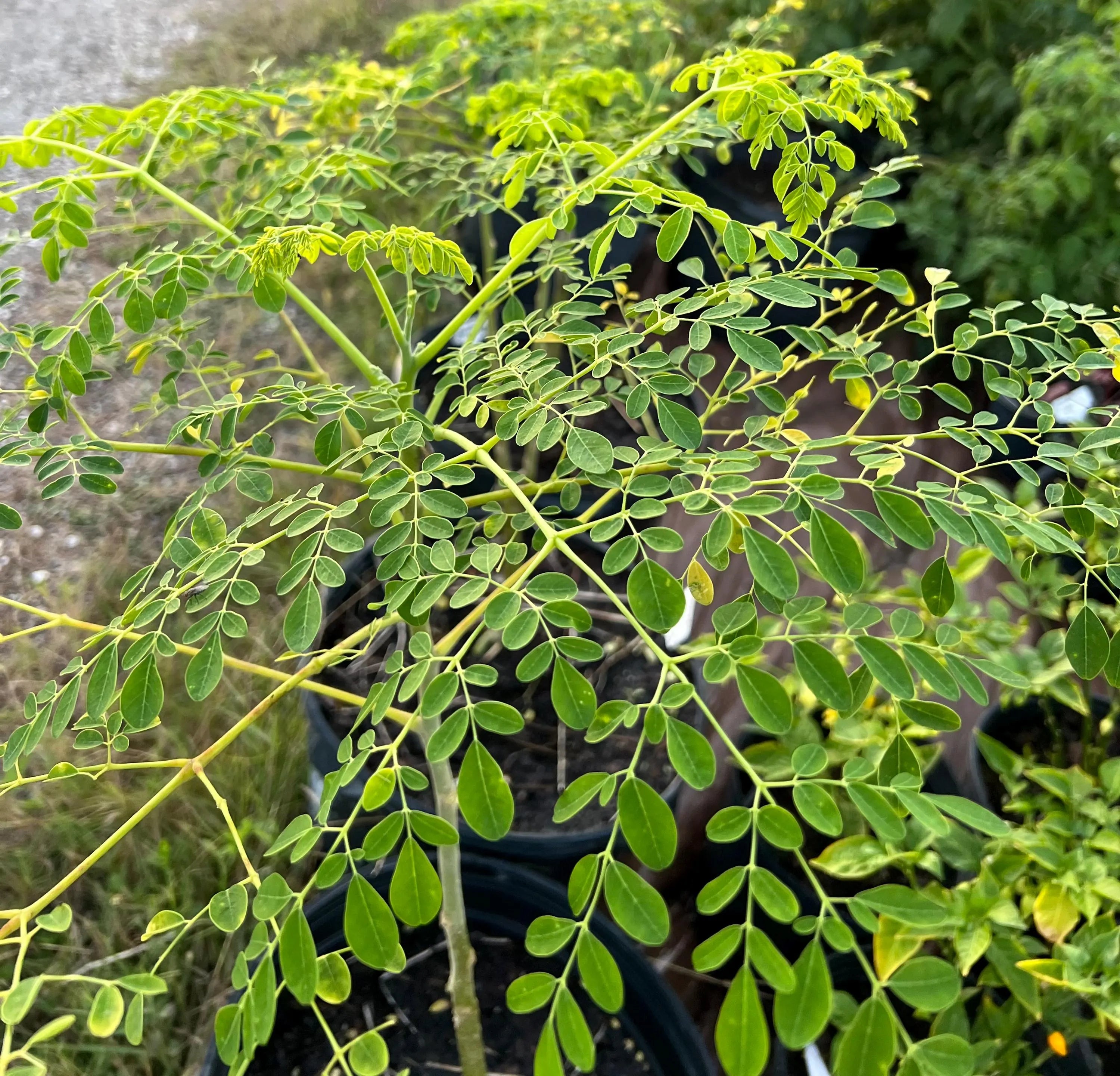 Moringa Seeds(10 Seeds)