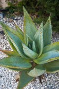 Aloe Species Seed Mix for Planting - 50 Seeds - Grow Mixed Aloe - Ships from Iowa, USA(50 Seeds)