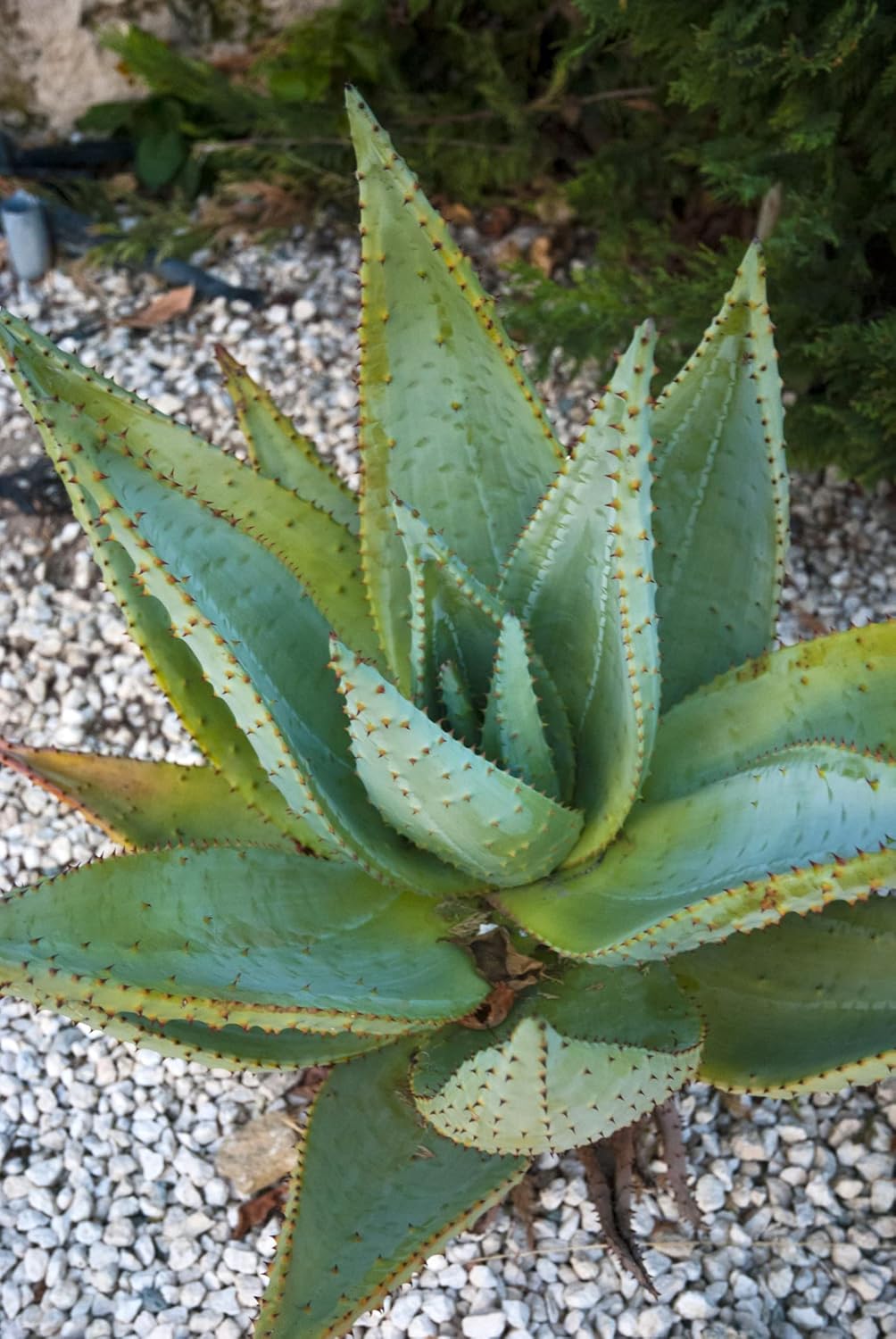 Aloe Species Seed Mix for Planting - 50 Seeds - Grow Mixed Aloe - Ships from Iowa, USA(50 Seeds)