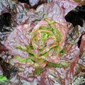Marvel Of Four Seasons Lettuce Seeds 100/500/1000+ Merveille des Quatre Saisons French(100 Seeds)
