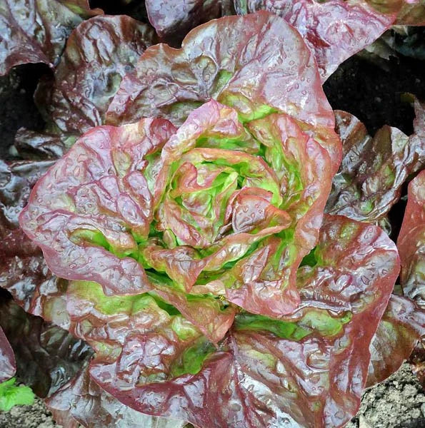 Marvel Of Four Seasons Lettuce Seeds 100/500/1000+ Merveille des Quatre Saisons French(100 Seeds)