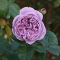 9/45/90+ Seeds| Purple Blue Storm Rose Seeds - Flowering - Rose Garden - Perennial - Deciduous - Cold Resistant- Plant in Fall/Early Spring(9 Seeds)