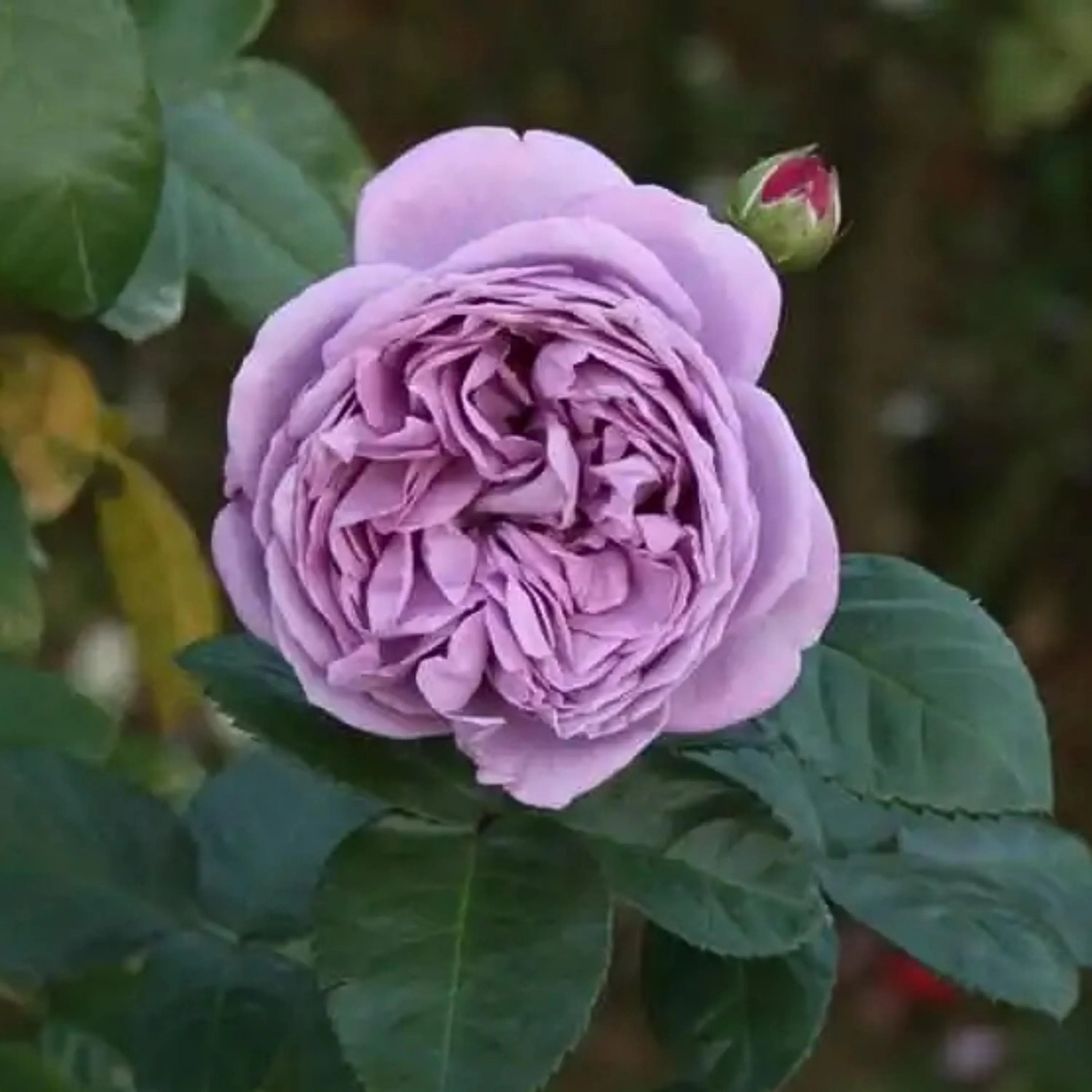 9/45/90+ Seeds| Purple Blue Storm Rose Seeds - Flowering - Rose Garden - Perennial - Deciduous - Cold Resistant- Plant in Fall/Early Spring(9 Seeds)