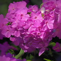 400+ Seeds|Drummond Pink Creeping Phlox Seeds - Cold  Drought Resistant -Evergreen -Fast Growing - Potted - Plant in early Spring/Fall(400 Seeds)
