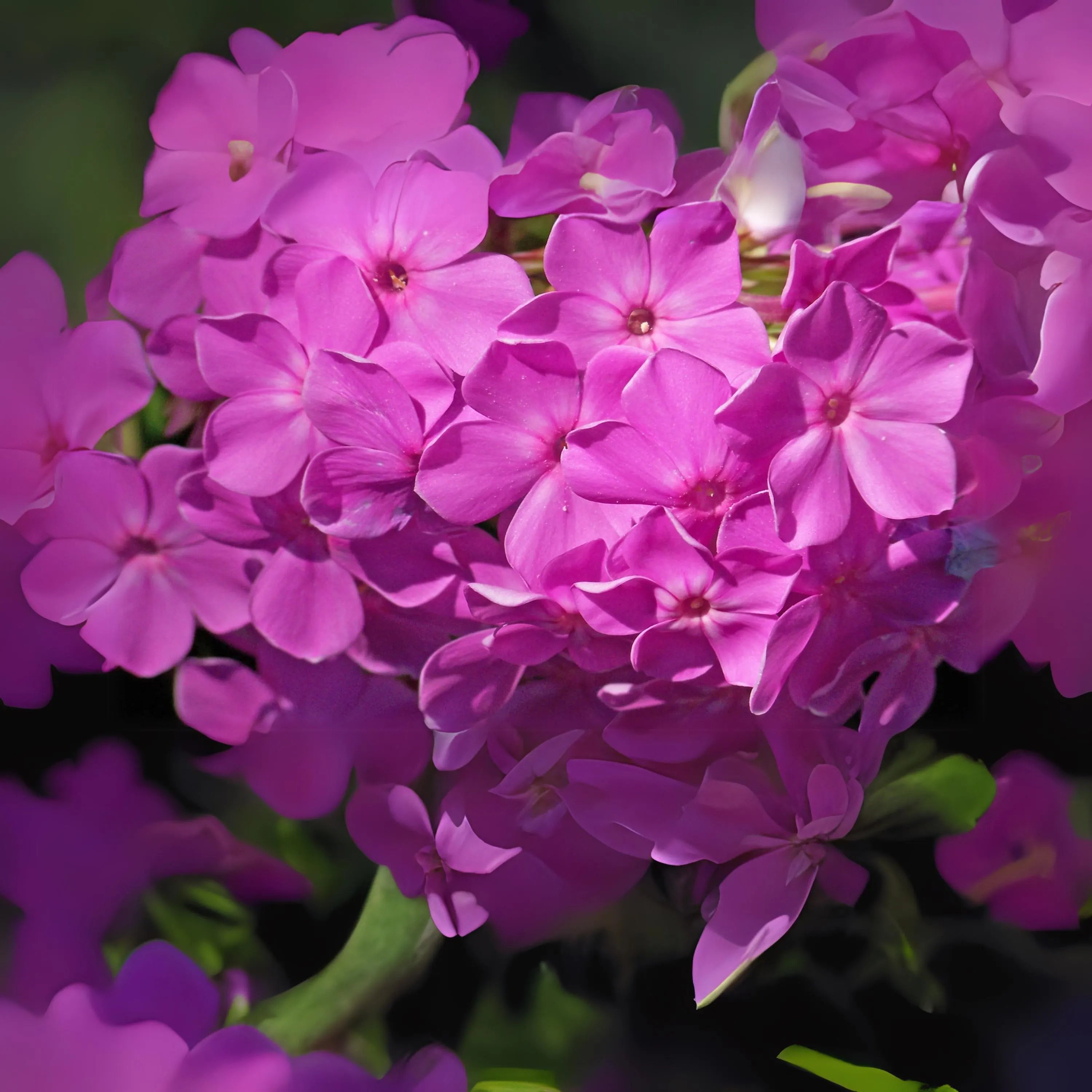 400+ Seeds|Drummond Pink Creeping Phlox Seeds - Cold  Drought Resistant -Evergreen -Fast Growing - Potted - Plant in early Spring/Fall(400 Seeds)