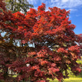 Yezo-nishiki Japanese Maple Tree (Acer Palmatum;) Seeds(2 Seeds)
