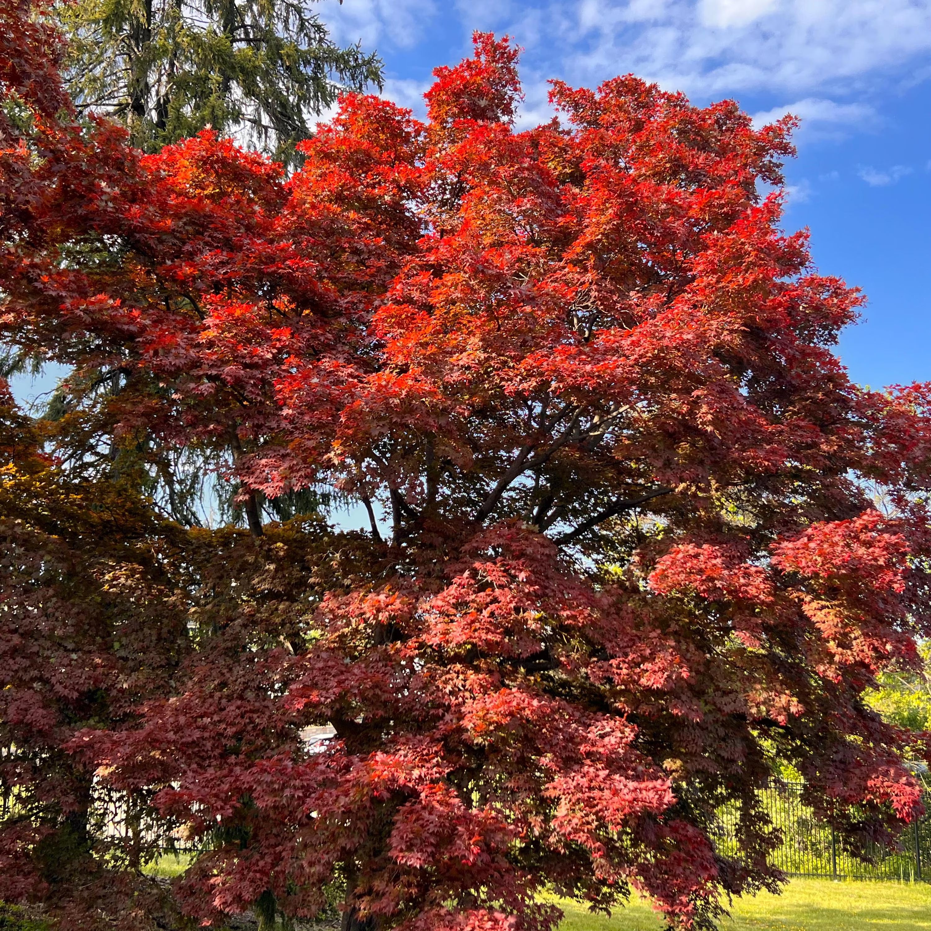 Yezo-nishiki Japanese Maple Tree (Acer Palmatum;) Seeds(2 Seeds)