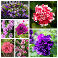 6/30/60 DOUBLE MIX PETUNIA Floribunda Red Pink Purple Flower Seeds(6 Seeds)