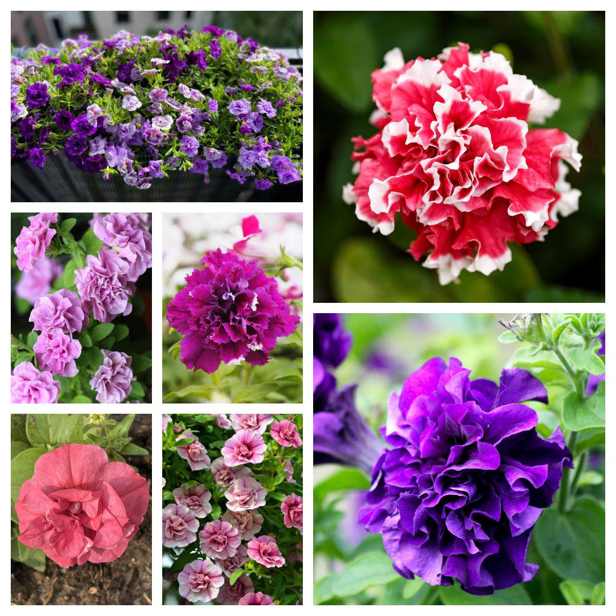 6/30/60 DOUBLE MIX PETUNIA Floribunda Red Pink Purple Flower Seeds(6 Seeds)