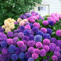 Blue Pink Purple Hydrangea Seeds – 20/100/200pcs Colorful Perennial Flowers for Home Garden Planting(20 Seeds)