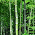 10/50/100+ Giant Moso Bamboo Seeds – Phyllostachys edulis, Fast-Growing Timber Bamboo, Impressive Tall Stalks for Privacy, Shade  Landscaping(10 Seeds)