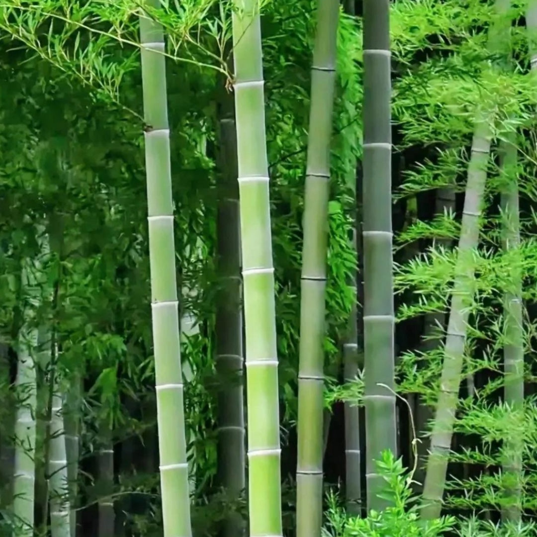 10/50/100+ Giant Moso Bamboo Seeds – Phyllostachys edulis, Fast-Growing Timber Bamboo, Impressive Tall Stalks for Privacy, Shade  Landscaping(10 Seeds)