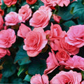 5/25/50 Solenia Dusty Rose Begonia Seeds | Double Bloom, Shade Loving Pink Flowers(5 Seeds)